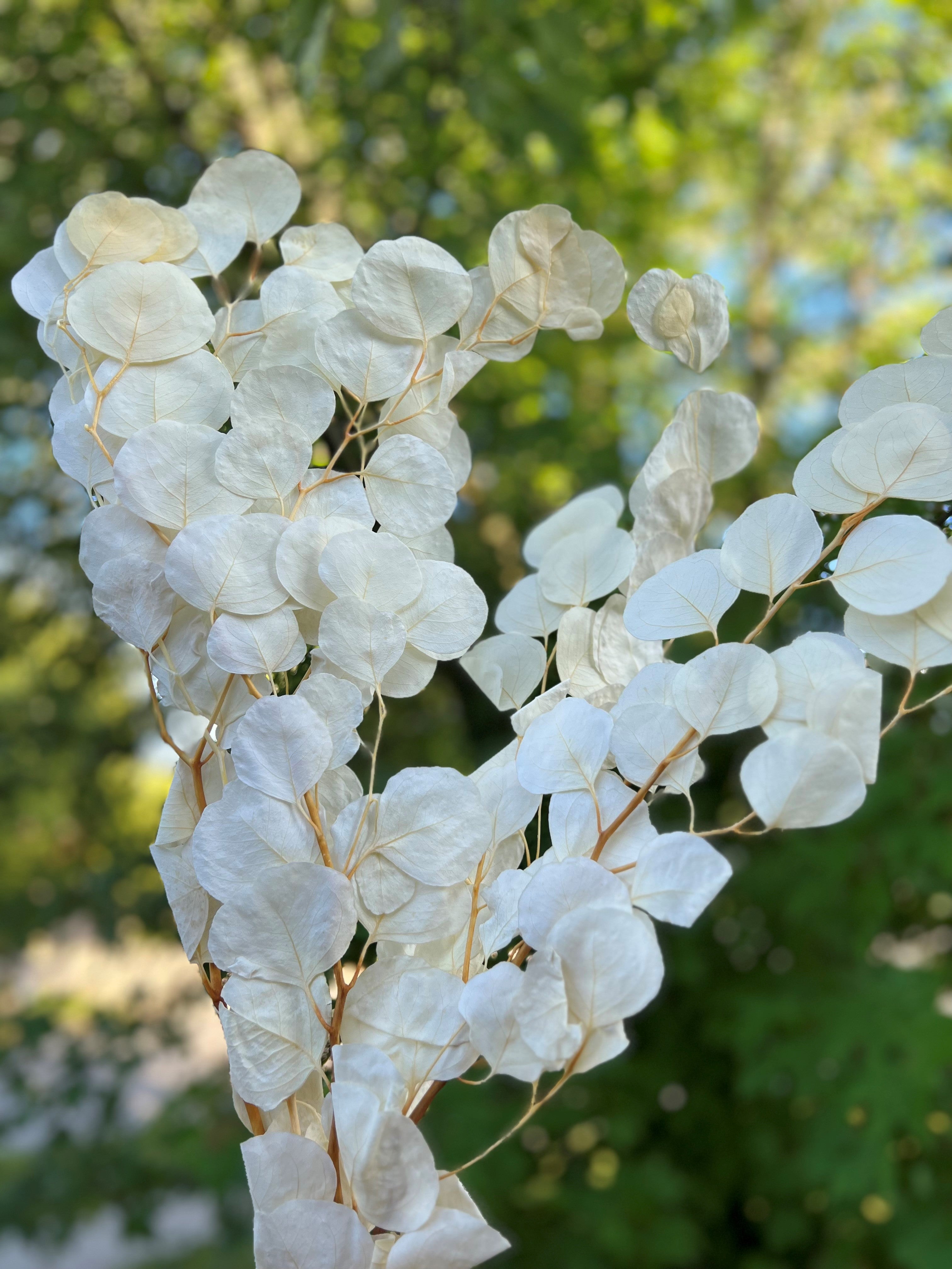 Silver Dollar Eucalyptus